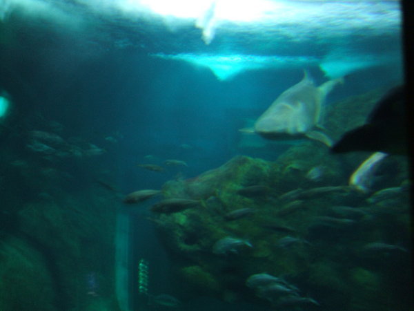 the central tank