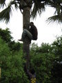 Gathering Palm Fruit