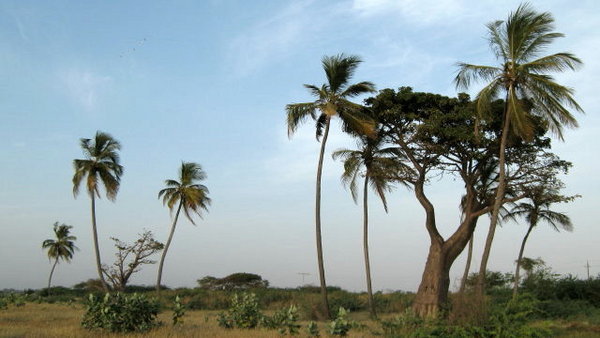 Where the Palms and Baobabs meet