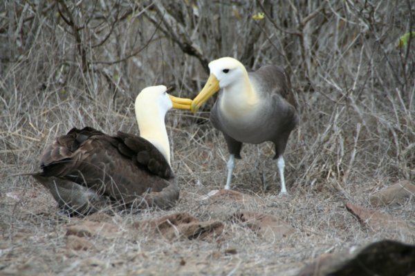 The Albatros Kiss