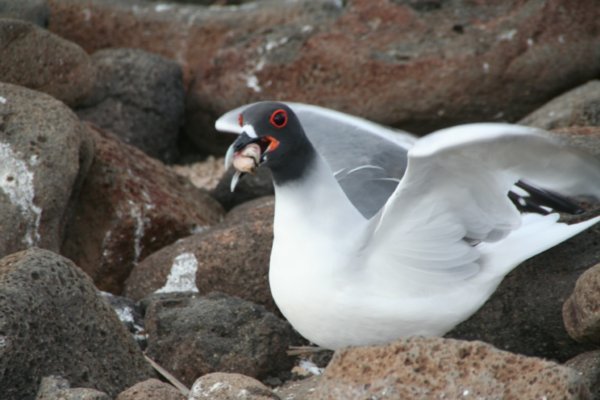 Swallow-tailed Gull (nocturnal )