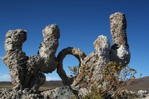 Petrified Cactus