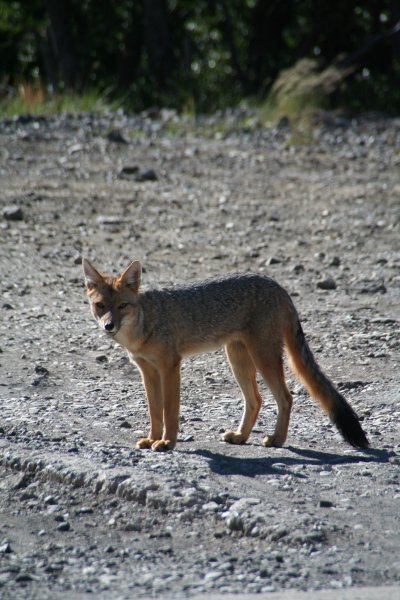 Fox at the border