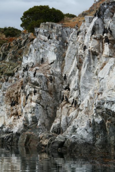 Rock cormorants