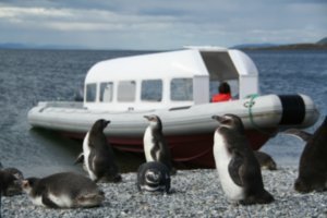 Magellan penguins waiting to board