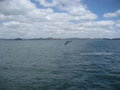 Jumping dolphin!