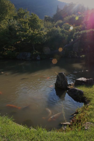 13 Koi carp at Arashiyama