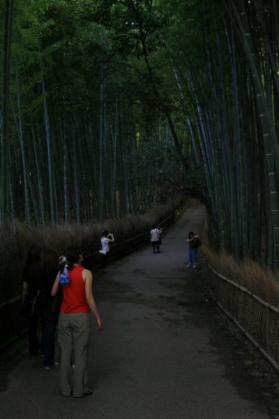 14 Bamboo forest