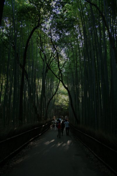 15 Bamboo forest