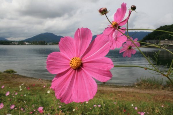 01 Lake Kawaguchiko flowers