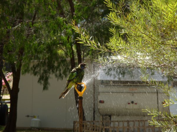 02 Parrots enjoying a sprinkler