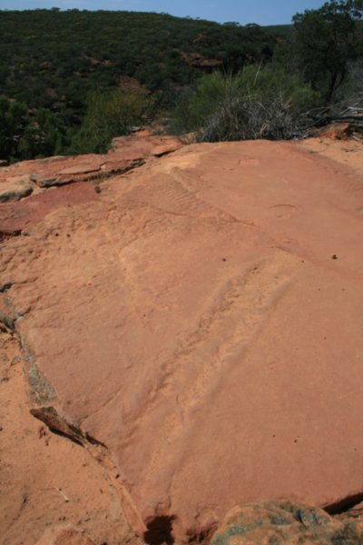19 Fossilised 2m scorpion tracks