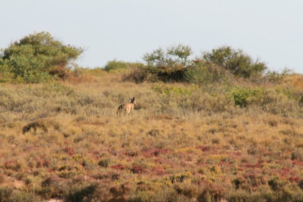 35 Roos spotted while camping on  Cape Range National Park