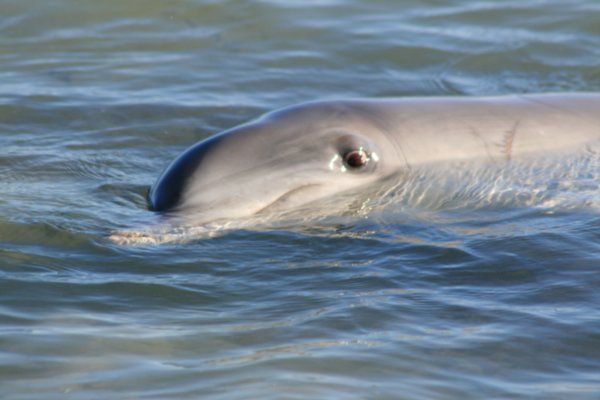 01 Wild dolphins at Monkey Mia