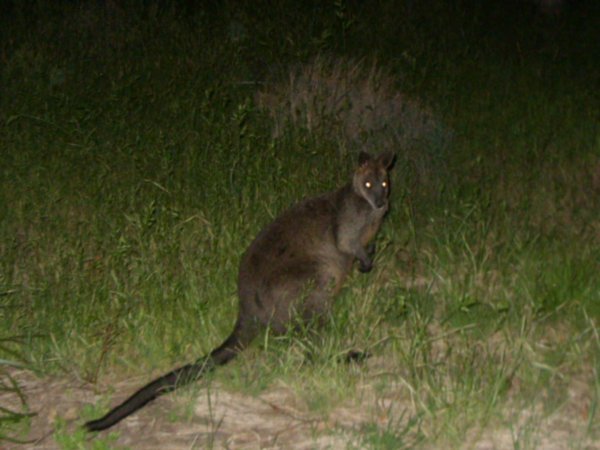 22 Curious Black Wallaby