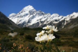 25 Mount Cook Lily (largest Buttercup in the world)