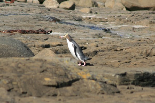 67 Yellow eyed Penguin on the Petrified Forest