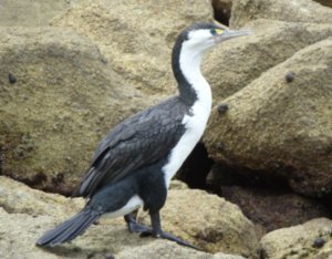 95 Cormorant on the rocks