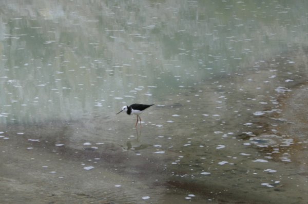 33 Pied Stilt can withstand the highly acidic pools. It has a distinct call which sounds like a yapping dog