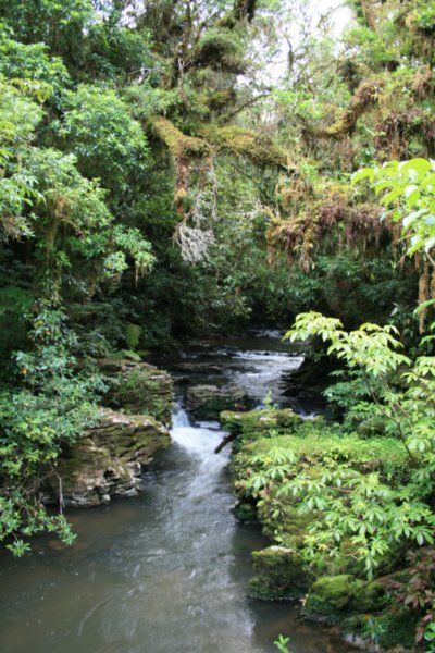 52 Stream in the Waitomo forest.