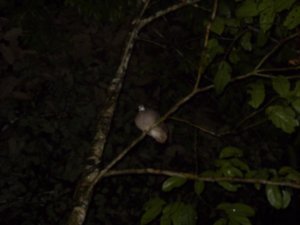 52 Tinamou bird sat in a tree