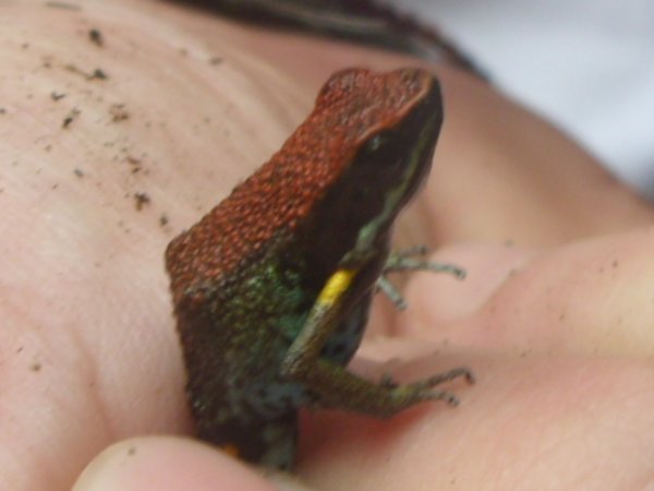 01 Epipedobates bilinguis - poison frog