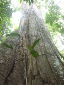 41  A huge Kapoc tree near camp