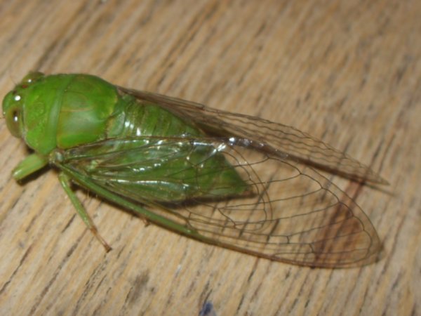 05  A huge cicada joins us on the dinner table