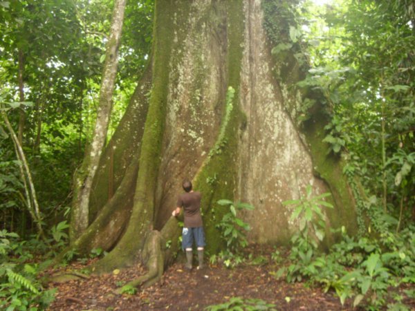 09 Kapoc tree