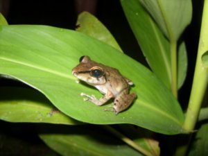 20 Malconi frog spotted on camp