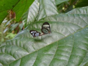 21 Couple spotted while butterfly catching