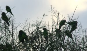 23 A tree full of Parakeets
