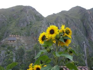 118 Sunflowers looking onto the Inca ruins at Ollantaytambo