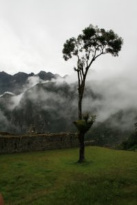 121 A tree was left on Macchupicchu as a reminder of the forest that once stood there