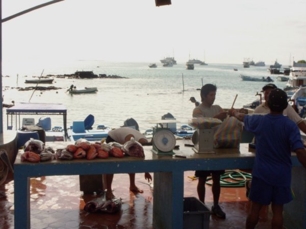 12 Fish market in the harbour
