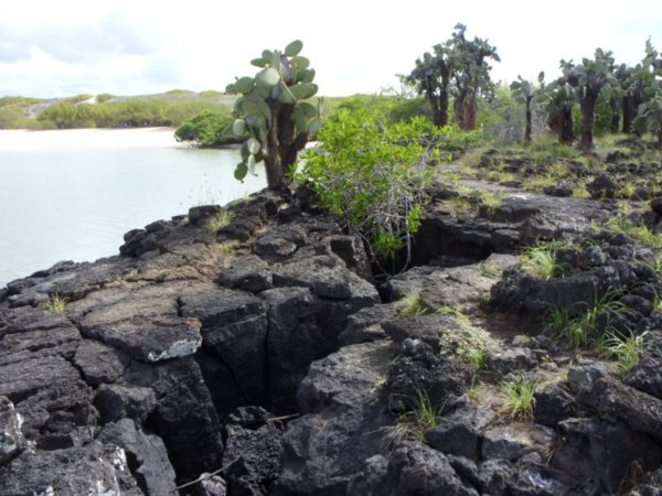65 Basaltic lava scenery