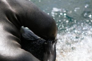 57 Sea lion pup has a scratch