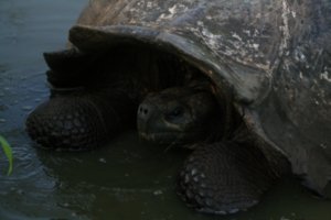 68 Giant Tortoise taking a dip