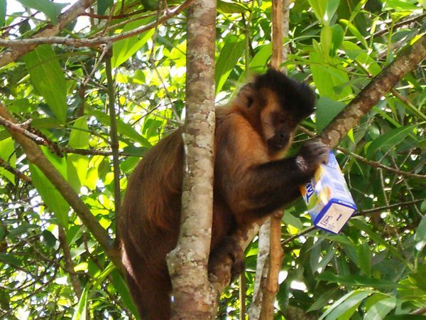 Affe beim Orangensaft trinken