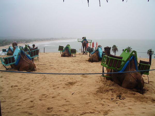 Tagesausflug in Natal - Kamele warten auf Touristen