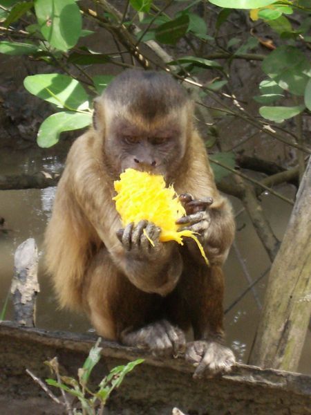 im Nationalpark Lençois Maranhenses - Fuetterung der Affen