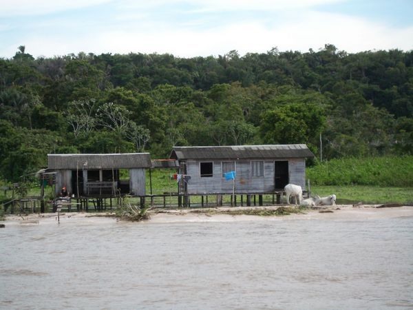 zwischen Belem und Manaus