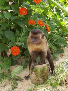 im Nationalpark Lençois Maranhenses - neugierige Affen