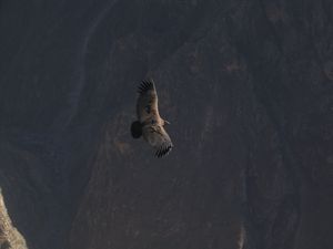Colca-Cañon - ein Kondor in Sicht