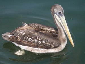 ein Pelikan