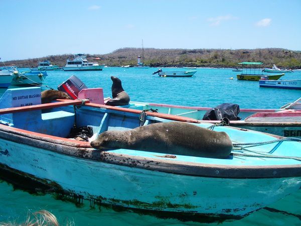 auf den Galapagos - ein Seeloewe am relaxen