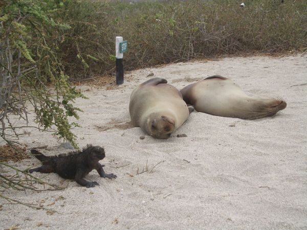 auf den Galapagos - die Tiere kommen sich recht nahe