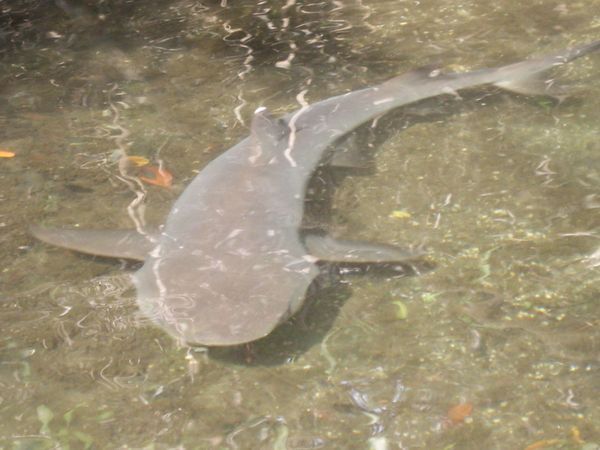 auf den Galapagos - ein Hai