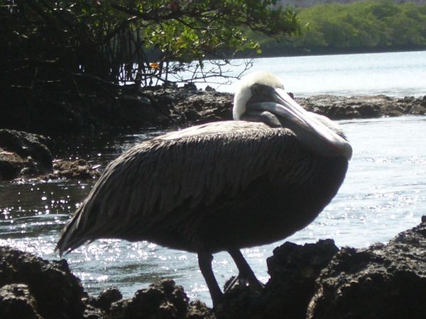 auf den Galapagos - ein Pelikan