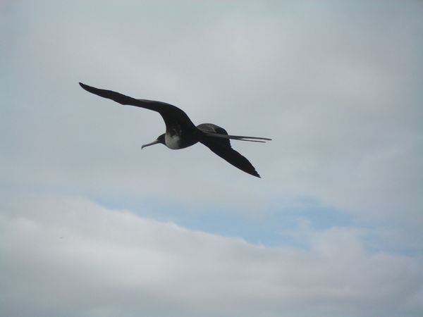 auf den Galapagos - ein Fregattvogel